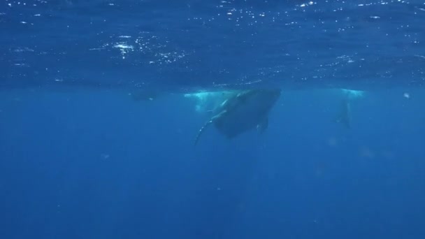 Curioso becerro ballena jorobada joven nada cerca de buceador bajo el agua en el Océano Pacífico. — Vídeo de stock