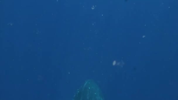 Curieux Jeune baleineau à bosse nage près d'un plongeur sous-marin dans l'océan Pacifique. — Video