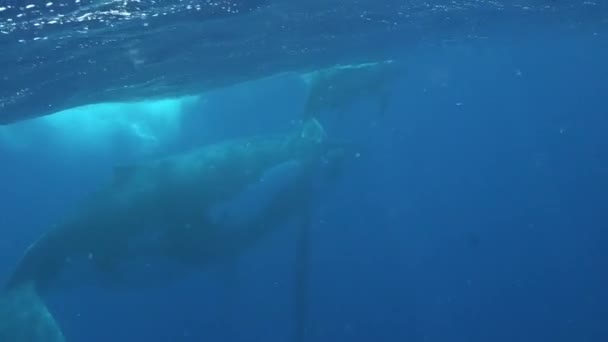 Walviskalf met koeienwalvis onder water in de Stille Oceaan. — Stockvideo