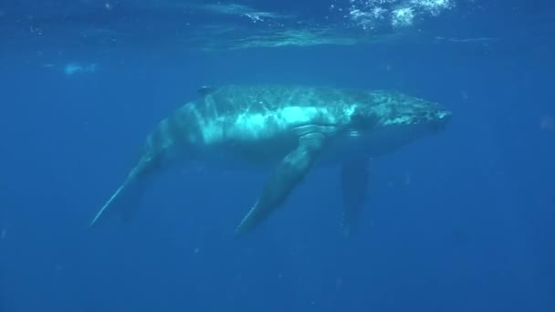 Bultrug walvis onderwater in de buurt van het wateroppervlak van de Stille Oceaan. — Stockvideo