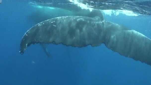 Хвост горбатого кита под водой Тихого океана. — стоковое видео