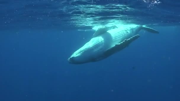 Jóvenes ballenas jorobadas nadan cerca del buzo bajo el agua en el Océano Pacífico. — Vídeo de stock