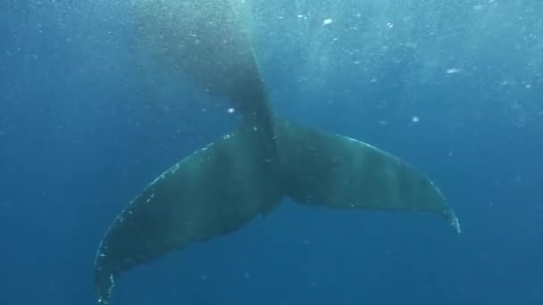 Cola de ballena jorobada bajo el agua del Océano Pacífico. — Vídeo de stock