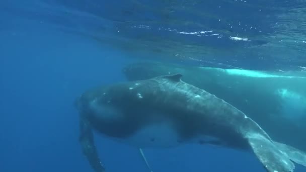 Idillio familiare delle balene sottomarine dell'Oceano Pacifico. — Video Stock