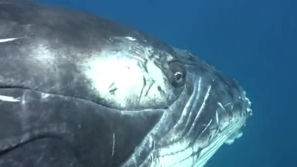 Yakın çekim kambur balina Pasifik Okyanusu 'nda suyun altında yuvarlanıyor.. — Stok video