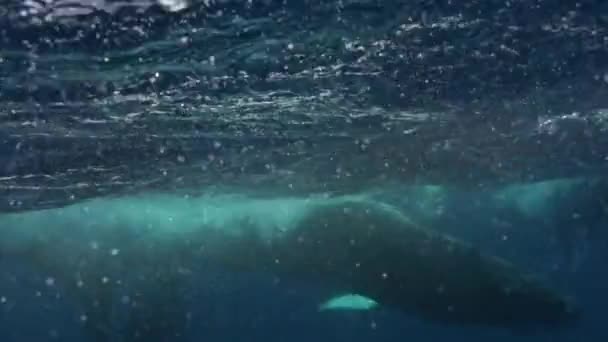 Potápěči plavou s hrbatou velrybou pod vodou v Tichém oceánu. — Stock video