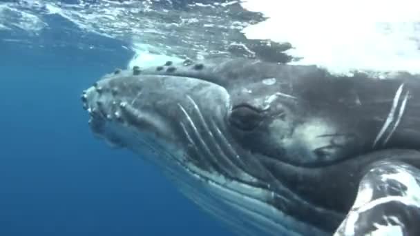 Close-up oog van bultrug walvissen onder water in de Stille Oceaan. — Stockvideo