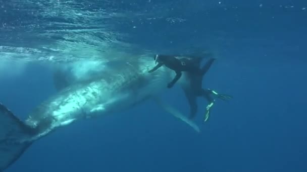 Mergulhadores com bezerro de baleia jubarte subaquático no Oceano Pacífico. — Vídeo de Stock