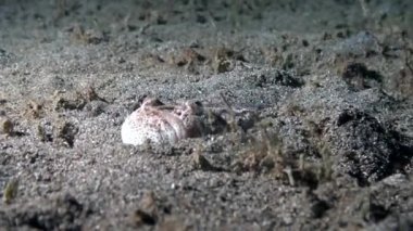 Stargazer balığı Uranoscopidae kumlu dipten gözlere doğru yuvalanır.