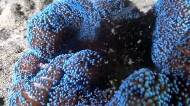 Mor halı şakayığı Stichodactyla dev çay, palyaço balığı, Endonezya.