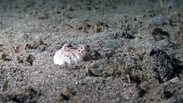 Stargazerfisk Uranoscopidae gräver ner sig i sandbotten upp till ögonen. — Stockvideo