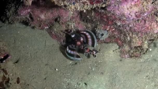 Ikan singa laut bergaris Scorpaenidae Dendrochirus brachypterus. — Stok Video