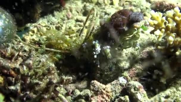 Cancro eremita granchio macro video sulla fauna selvatica sottomarina. — Video Stock
