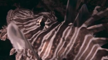 Pembe tropikal mercan üzerinde akrep balığı Gorgonaria deniz suyu yok..