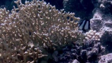 Deniz altında yiyecek aramak için mavi zemin üzerinde mercan balığı sürüsü.