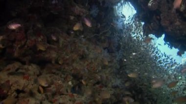 Deniz altında yiyecek aramak için mavi zemin üzerinde mercan balığı sürüsü.