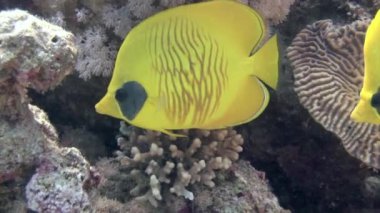 Renkli egzotik kelebekler tropikal mercan resiflerinde su altında balık avlarlar..