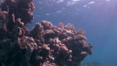 Deniz altında yiyecek aramak için mavi zemin üzerinde mercan balığı sürüsü.