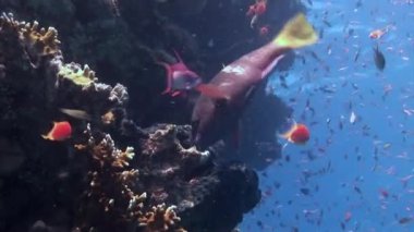 Deniz altında yiyecek aramak için mavi zemin üzerinde mercan balığı sürüsü.