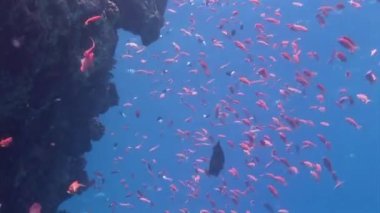 Deniz altında yiyecek aramak için mavi zemin üzerinde mercan balığı sürüsü.