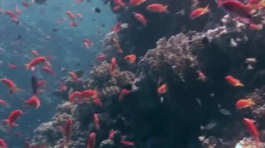 Deniz altında yiyecek aramak için mavi zemin üzerinde mercan balığı sürüsü.