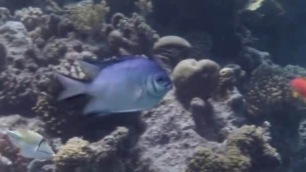 Korallhalak iskolája a tenger alatti tenger kék hátterében élelmet keresve. — Stock videók