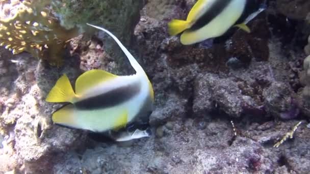 Ecole de poissons coralliens sur fond bleu de mer sous-marine à la recherche de nourriture. — Video