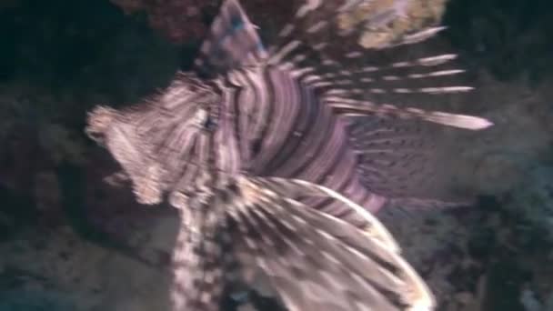 Scorpionfish lionfish on pink tropical coral Gorgonaria undewater of Sea. — Stock Video