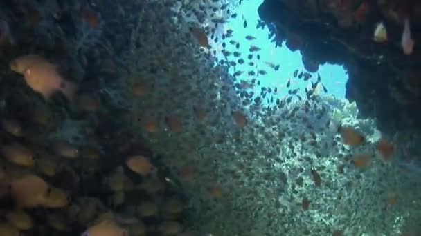 Deniz altında yiyecek aramak için mavi zemin üzerinde mercan balığı sürüsü. — Stok video