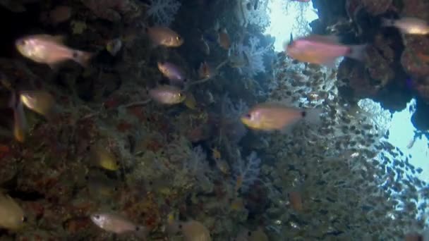 Σχολείο των κοραλλιογενών ψαριών σε μπλε φόντο της θάλασσας υποβρύχια σε αναζήτηση τροφής. — Αρχείο Βίντεο