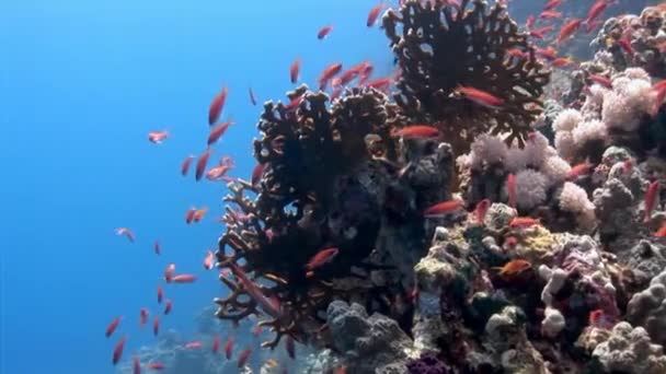 Schwarm von Korallenfischen auf blauem Grund des Meeres unter Wasser auf der Suche nach Nahrung.