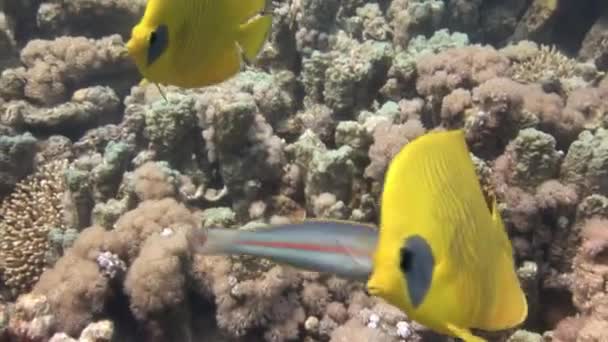 Kleurrijke exotische vlinder vist onderwater op het tropische koraalrif. — Stockvideo