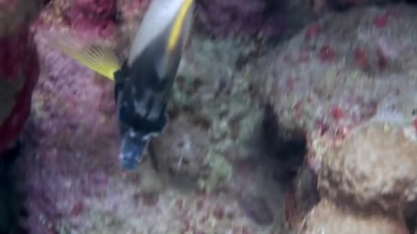Kleurrijke exotische vlinder vist onderwater op het tropische koraalrif. — Stockvideo
