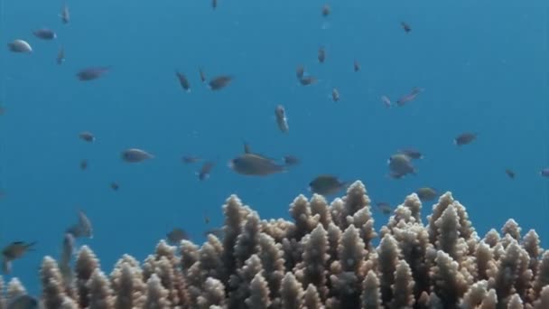 Escuela de peces de coral sobre fondo azul del mar bajo el agua en busca de alimentos. — Vídeo de stock