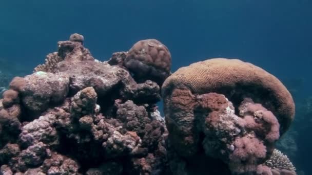 Escuela de peces de coral sobre fondo azul del mar bajo el agua en busca de alimentos. — Vídeos de Stock