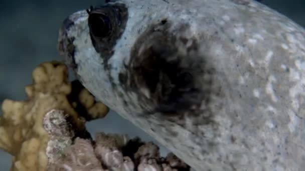 Actinopterygii Pez globo con blanco en corales en busca de alimento bajo el agua. — Vídeo de stock