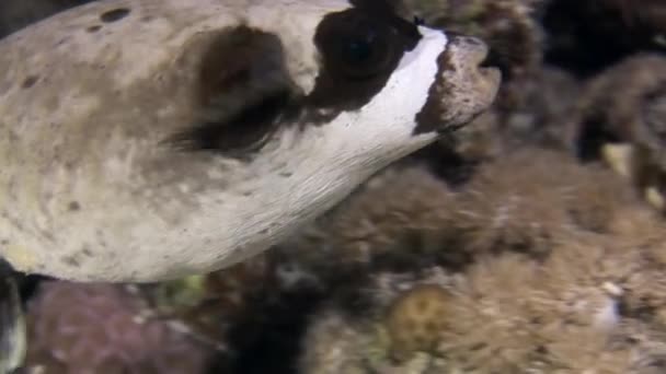 Pesce scatola Actinopterygii Puffer con bianco nei coralli in cerca di cibo sott'acqua. — Video Stock