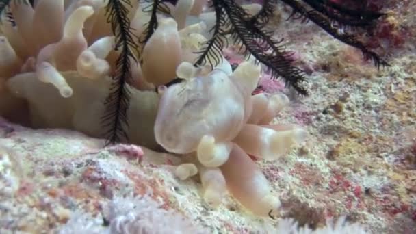 Lilia morska na tle czerwonych korali podwodnych w Morzu Czerwonym. — Wideo stockowe