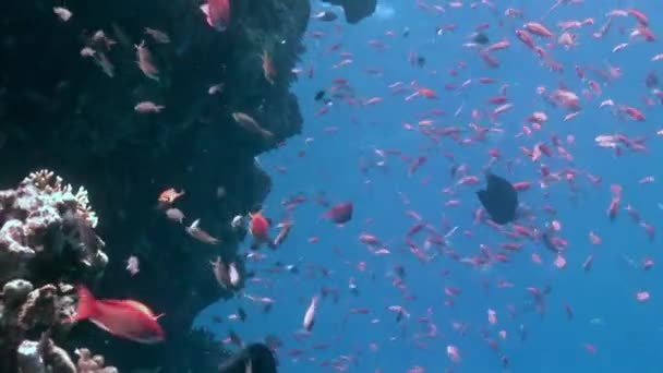 Школа коралової риби на синьому тлі морської під водою в пошуках їжі . — стокове відео