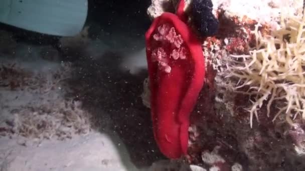 Olbrzymi czerwony nudibranch morski ślimak Hiszpański Tancerz Hexabranchus sanguineus tańczy w nocy. Podwodny świat Oceanu. — Wideo stockowe