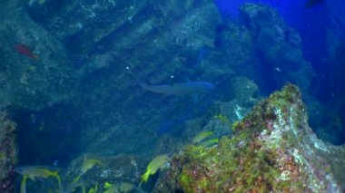 Yavaş çekim sarı kuyruklu levrek balığı Ocyurus chrysurus, su altında deniz yaşamı.