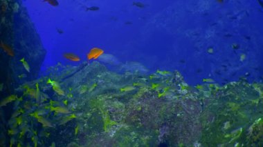 Yavaş çekim sarı kuyruklu levrek balığı Ocyurus chrysurus, su altında deniz yaşamı.