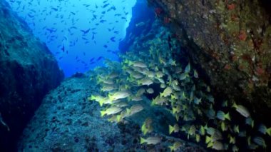 Yavaş çekim sarı kuyruklu levrek balığı Ocyurus chrysurus, su altında deniz yaşamı.