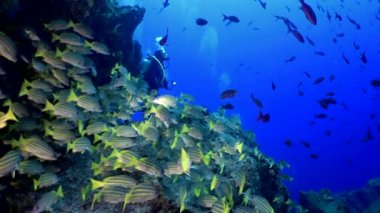 Yavaş çekim sarı kuyruklu levrek balığı Ocyurus chrysurus, su altında deniz yaşamı.