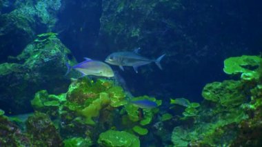 Yavaş çekim sarı kuyruklu levrek balığı Ocyurus chrysurus, su altında deniz yaşamı.
