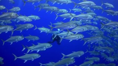 Yavaş çekim sarı kuyruklu levrek balığı Ocyurus chrysurus, su altında deniz yaşamı.