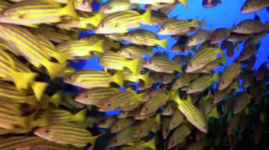 Hindistan 'daki Andaman Deniz Adaları' nın harika deniz tabanında balık sürüsü..