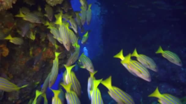 Κοπάδι snappers στον υπέροχο βυθό των νησιών Andaman Sea στην Ινδία. — Αρχείο Βίντεο