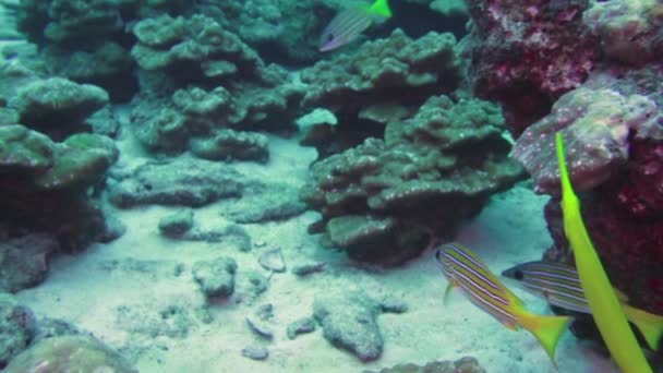 Close up Flauta de pescado nada bajo el agua sobre el arrecife rocoso en Costa Rica. — Vídeos de Stock