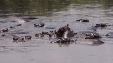 Bir grup su aygırı gölde yüzüyor..